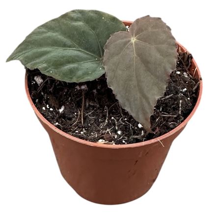 Begonia Pavonina