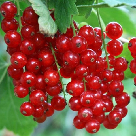 Смородина красная Наталия в тубе