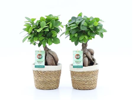 Ficus Ginseng In Noah Korb