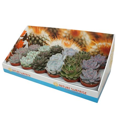 Echeveria Mix Showbox