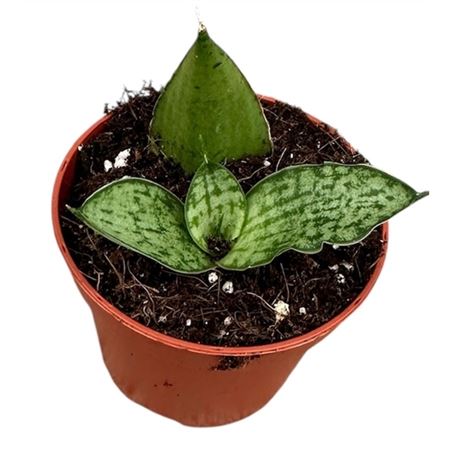Sansevieria Cinta