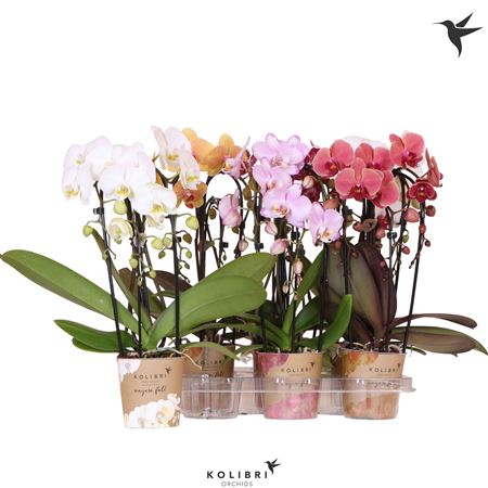Phal Kolibri Cascade Fall 3spike Mix