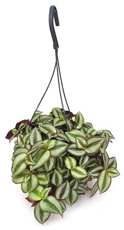 Tradescantia Purple Heart Hanging Pot