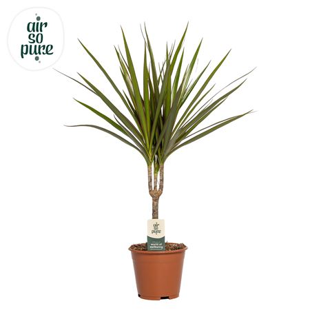 Drac Marginata 30cm Stem
