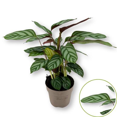 Ctenanthe Exotica