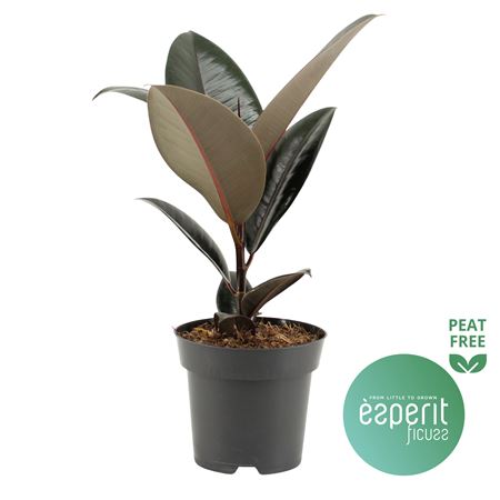Ficus El Abidjan