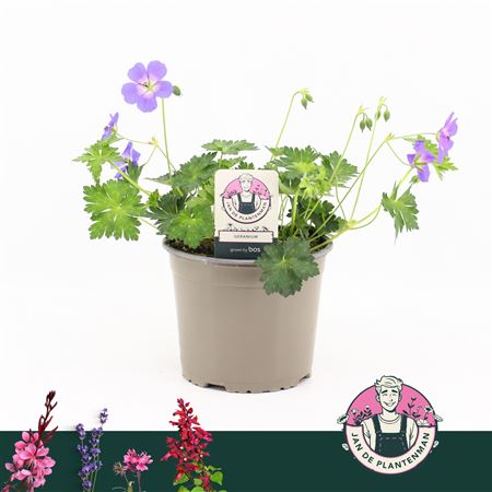 Geranium Wallichianum Bloom Me Away