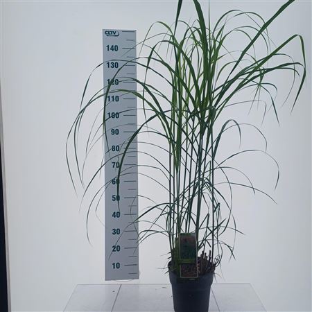 Miscanthus Sin Malepartus