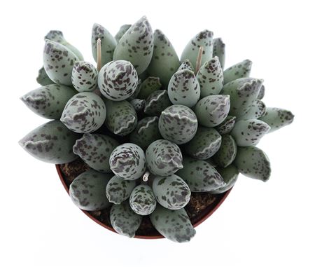 Adromischus Grey