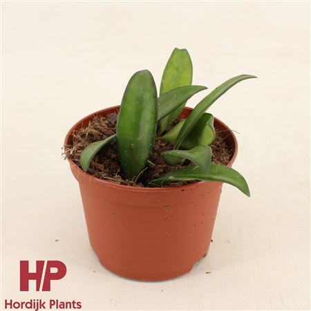 Hoya Rosita