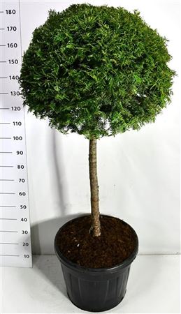 Taxus Baccata On Stem