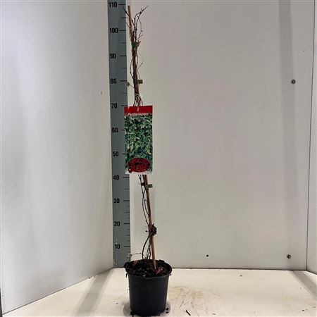 Parthenocissus Tr Veitchii On Stick