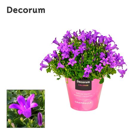 Campanula Porto Longlife Tender (decorum)