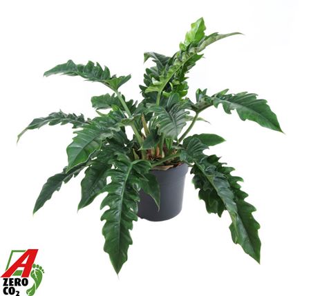 Philodendron Narrow
