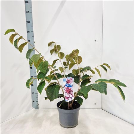 Hamamelis Int Jelena