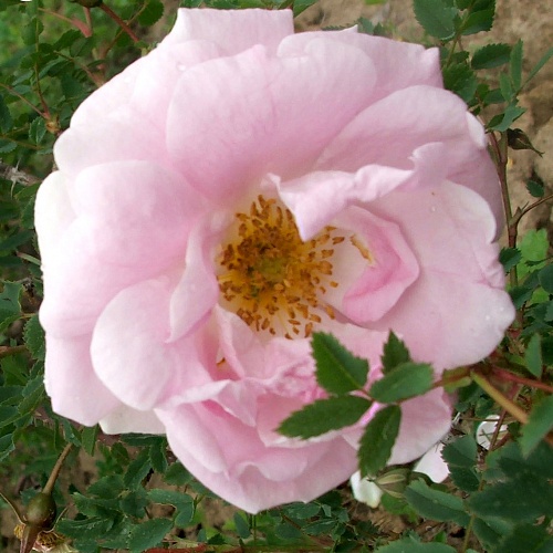 Роза парковая Хайде