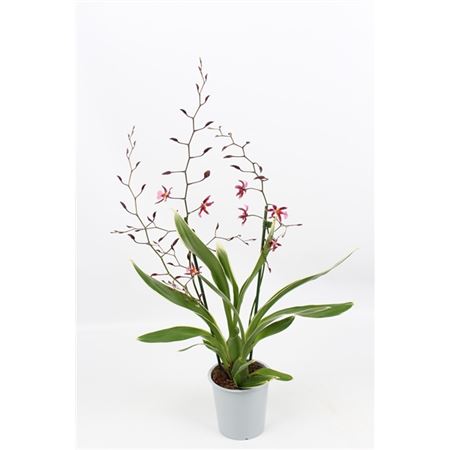 Oncidium 2st Mieke Von Holm Smelling