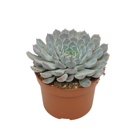 Echeveria Texensis Rosa