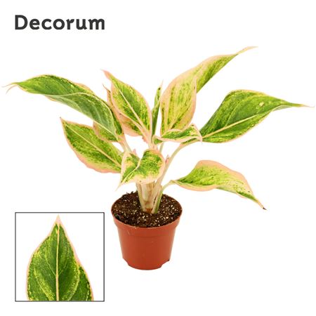 Aglaonema Lipstick Pink (decorum)