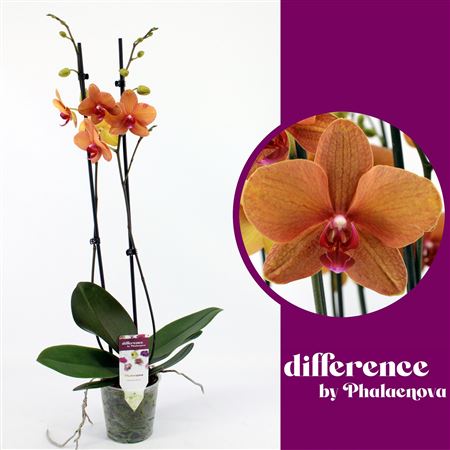 Phal 2st Golden Brick 18+