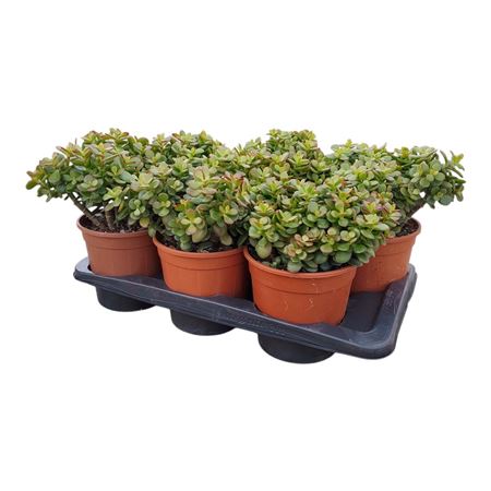 Crassula Portulacea Mini