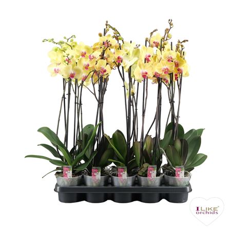Phal 2st Yellow/orange Mix 16/20+ (levo)