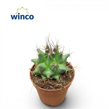 Thelocactus Flavus
