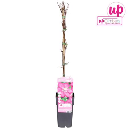 Clematis Ville De Lyon