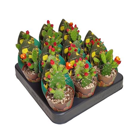 Opuntia Quitensis Potcover