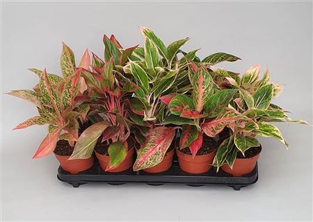 Aglaonema Mix Luxe