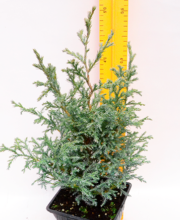 Кипарисовик горохоплодный Бейби Блю