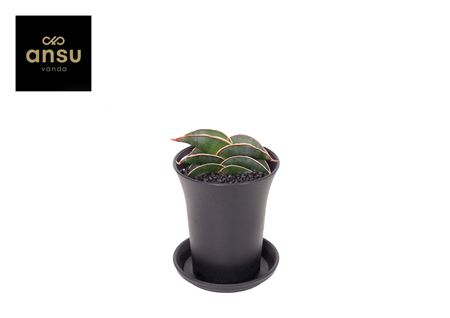 Sansevieria Almond Silver Sweet In Sierpot