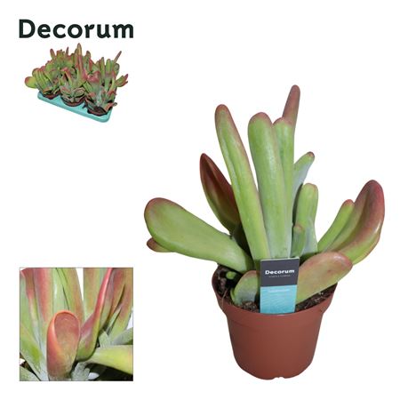 Kalanchoe Oricula (red) Decorum+steker