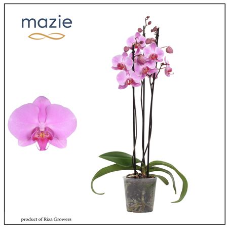 Phal 3st Pink 20+