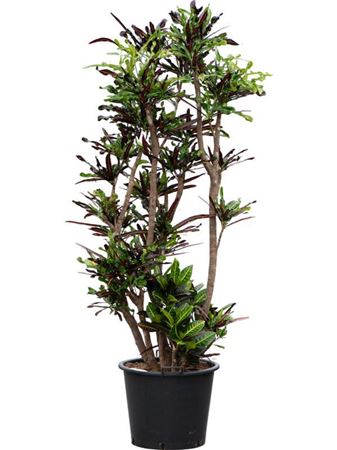 Codiaeum Codiaeum Variegated Mammi
