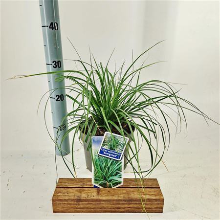 Carex Osh Evergreen