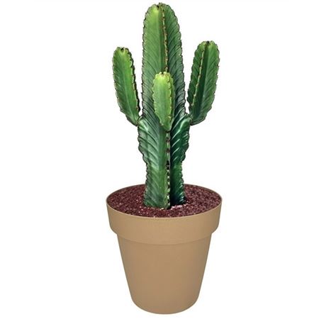 Euphorbia Ingens (succulenten)