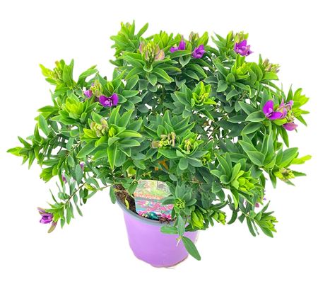 Polygala Myrtifolia