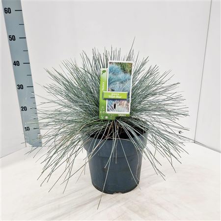 Festuca Glauca Elijah Blue