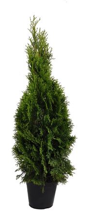 Thuja Occ Smaragd (pressed)