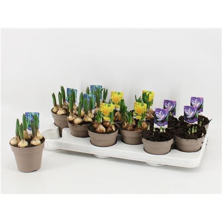 Луковичный Микс