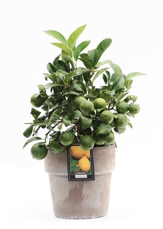 Citrus Lemon On Stem In Verona Pot