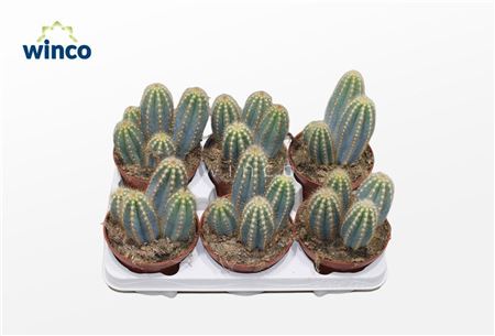 Pilosocereus Azureus