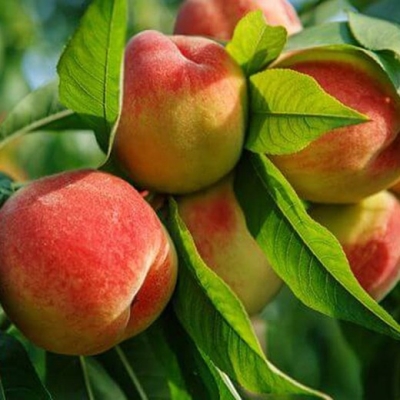 Персик Редхевен в тубе