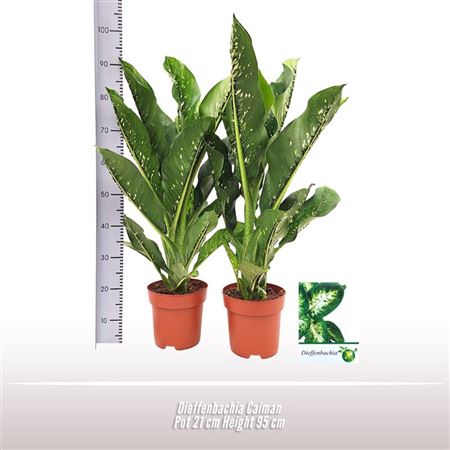 Dieffenbachia Caiman