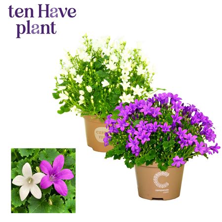 Campanula Porto Mix