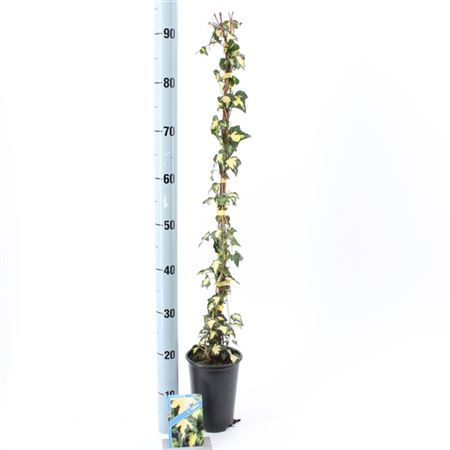Hedera He Goldheart