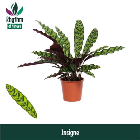 Calathea Insigne