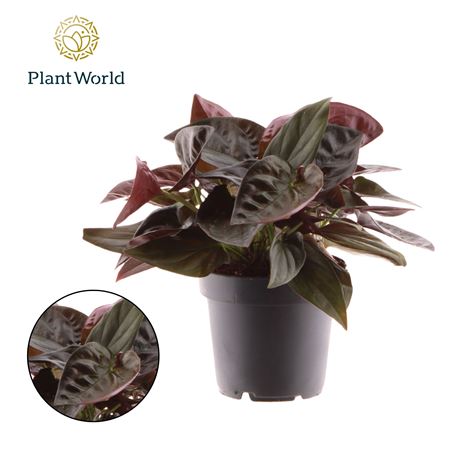 Syngonium Erythrophyllum Red Arrow