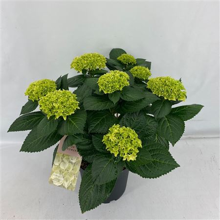 Hydrangea Ma Hi White Sun 7+